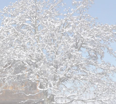 arbre